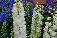 Guardian Delphinium White -- From KieftSeed™ as seen @ Ball Horticultural Spring Trials 2016.  A National Garden Bureau Plant of the Year for 2016.