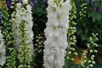 Guardian Delphinium White -- From KieftSeed™ as seen @ Ball Horticultural Spring Trials 2016.  A National Garden Bureau Plant of the Year for 2016.