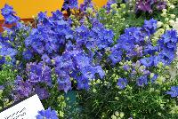 Diamonds Delphinium Blue -- From KieftSeed™ as seen @ Ball Horticultural Spring Trials 2016.  A National Garden Bureau Plant of the Year for 2016.