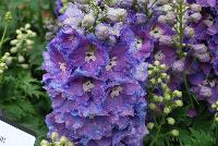 Guardian Delphinium Blue -- From KieftSeed™ as seen @ Ball Horticultural Spring Trials 2016.  A National Garden Bureau Plant of the Year for 2016.
