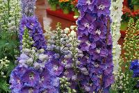 Guardian Delphinium Blue -- From KieftSeed™ as seen @ Ball Horticultural Spring Trials 2016.  A National Garden Bureau Plant of the Year for 2016.