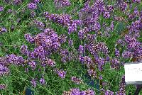  Lavender Lavandula angustifolia SuperBlue -- From DarwinPerennials® as seen @ Ball Horticultural Spring Trials 2016, Lavender 'Superblue'....rich and regal.  Zones 5-8.