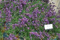  Lavender Lavandula angustifolia SuperBlue -- From DarwinPerennials® as seen @ Ball Horticultural Spring Trials 2016, Lavender 'Superblue'....rich and regal.  Zones 5-8.