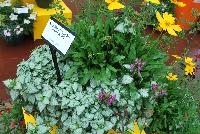 Rhythmix™ COMBO Fiery Foxtrot -- New from DarwinPerennials® as seen @ Ball Horticultural Spring Trials 2016.  Rhythmix™ Perennial Combinations, easy steps to growing success!  Featuring Salvia 'Radio Red', Coreopsis 'Sunny Day' and Lamium 'Purple Dragon'.