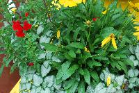 Rhythmix™ COMBO Fiery Foxtrot -- New from DarwinPerennials® as seen @ Ball Horticultural Spring Trials 2016.  Rhythmix™ Perennial Combinations, easy steps to growing success!  Featuring Salvia 'Radio Red', Coreopsis 'Sunny Day' and Lamium 'Purple Dragon'.