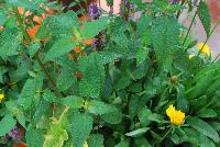 Rhythmix™ COMBO Cheery Charleston -- New from DarwinPerennials® as seen @ Ball Horticultural Spring Trials 2016.  Rhythmix™ Perennial Combinations, easy steps to growing success!  Featuring Agastache 'Little Adder', Coreopsis 'Sunny Day' and Lysmachia 'Golden Alexander'.