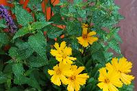 Rhythmix™ COMBO Cheery Charleston -- New from DarwinPerennials® as seen @ Ball Horticultural Spring Trials 2016.  Rhythmix™ Perennial Combinations, easy steps to growing success!  Featuring Agastache 'Little Adder', Coreopsis 'Sunny Day' and Lysmachia 'Golden Alexander'.
