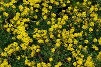  Alyssum wulfenianum Golden Spring -- From DarwinPerennials® as seen @ Ball Horticultural Spring Trials 2016.   Alyssum 'Golden Spring' ...... gold and bold!  Zones 4-9.