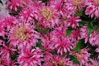 Balmy™ Monarda didyma Pink -- From DarwinPerennials® as seen @ Ball Horticultural Spring Trials 2016.   Zones 4-9.