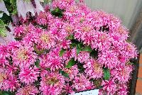 Balmy™ Monarda didyma Pink -- From DarwinPerennials® as seen @ Ball Horticultural Spring Trials 2016.   Zones 4-9.