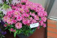 Balmy™ Monarda didyma Pink -- From DarwinPerennials® as seen @ Ball Horticultural Spring Trials 2016.   Zones 4-9.