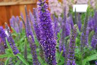 Moody Blues® Veronica hybrida Dark Blue -- New from DarwinPerennials® as seen @ Ball Horticultural Spring Trials 2016.   From Star Roses and Plants, this compact series of first-year-flowering Veronica is excellent for 1-gallon production, with great uniformity and habit, which continues to cycle and bloom all season until first frost.  Height: 12-20 inches.  Spread: 12-14 inches.  Zones 6-9.