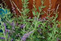  Perovskia atriplicifolia Experimental 2018 -- From DarwinPerennials® as seen @ Ball Horticultural Spring Trials 2016.   Alyssum 'Golden Spring' ...... gold and bold!  Zones 4-9.