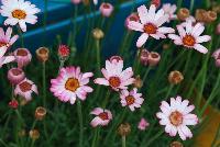  Rhodanthemum hosmariense Marrakech -- From DarwinPerennials® as seen @ Ball Horticultural Spring Trials 2016.   Zones 8-10.