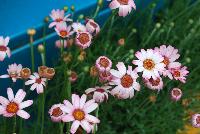  Rhodanthemum hosmariense Marrakech -- From DarwinPerennials® as seen @ Ball Horticultural Spring Trials 2016.   Zones 8-10.