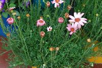  Rhodanthemum hosmariense Marrakech -- From DarwinPerennials® as seen @ Ball Horticultural Spring Trials 2016.   Zones 8-10.