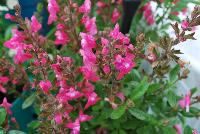 Mirage™ Salvia greggii Pink -- New from DarwinPerennials® as seen @ Ball Horticultural Spring Trials 2016.  Self-branching, mounding habit resists breaking for easy shipping and less shrink.  Bold, bright blooms in 9 great colors stand out at retail and in the landscape and mixed containers.  Height: 12-14 inches.  Spread: 14-16 inches.  USDA Hardiness Zones 7-9.