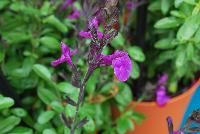 Mirage™ Salvia greggii Violet -- New from DarwinPerennials® as seen @ Ball Horticultural Spring Trials 2016.  Self-branching, mounding habit resists breaking for easy shipping and less shrink.  Bold, bright blooms in 9 great colors stand out at retail and in the landscape and mixed containers.  Height: 12-14 inches.  Spread: 14-16 inches.  USDA Hardiness Zones 7-9.