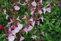 Mirage™ Salvia greggii Soft Pink -- New from DarwinPerennials® as seen @ Ball Horticultural Spring Trials 2016.  Self-branching, mounding habit resists breaking for easy shipping and less shrink.  Bold, bright blooms in 9 great colors stand out at retail and in the landscape and mixed containers.  Height: 12-14 inches.  Spread: 14-16 inches.  USDA Hardiness Zones 7-9.