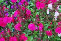 Mirage™ Salvia greggii Neon Rose -- New from DarwinPerennials® as seen @ Ball Horticultural Spring Trials 2016.  Self-branching, mounding habit resists breaking for easy shipping and less shrink.  Bold, bright blooms in 9 great colors stand out at retail and in the landscape and mixed containers.  Height: 12-14 inches.  Spread: 14-16 inches.  USDA Hardiness Zones 7-9.