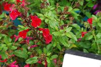 Mirage™ Salvia greggii Cherry Red -- New from DarwinPerennials® as seen @ Ball Horticultural Spring Trials 2016.  Self-branching, mounding habit resists breaking for easy shipping and less shrink.  Bold, bright blooms in 9 great colors stand out at retail and in the landscape and mixed containers.  Height: 12-14 inches.  Spread: 14-16 inches.  USDA Hardiness Zones 7-9.