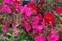 Mirage™ Salvia greggii Hot Pink -- New from DarwinPerennials® as seen @ Ball Horticultural Spring Trials 2016.  Self-branching, mounding habit resists breaking for easy shipping and less shrink.  Bold, bright blooms in 9 great colors stand out at retail and in the landscape and mixed containers.  Height: 12-14 inches.  Spread: 14-16 inches.  USDA Hardiness Zones 7-9.