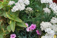 Rhythmix™ COMBO Paso Doble Pink -- New from DarwinPerennials® as seen @ Ball Horticultural Spring Trials 2016.  Rhythmix™ Perennial Combinations, easy steps to growing success!  Featuring Alchillea 'New Vintage White', Lysimachia 'Golden Alexander' and EverLast™ Dianthus 'Lavender with Eye'