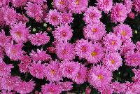 Ball Mums™ Chrysanthemum Jazzberry -- New from Ball Ingenuity® as seen @ Ball Horticultural Spring Trials 2016.