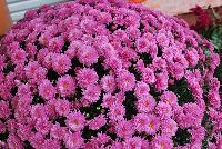 Ball Mums™ Chrysanthemum Jazzberry -- New from Ball Ingenuity® as seen @ Ball Horticultural Spring Trials 2016.