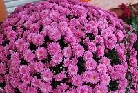 Ball Mums™ Chrysanthemum Jazzberry -- New from Ball Ingenuity® as seen @ Ball Horticultural Spring Trials 2016.