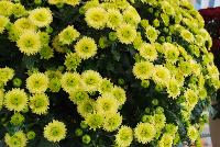 Ball Mums™ Chrysanthemum Key Lime -- New from Ball Ingenuity® as seen @ Ball Horticultural Spring Trials 2016.