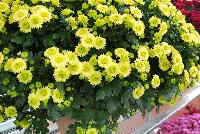 Ball Mums™ Chrysanthemum Key Lime -- New from Ball Ingenuity® as seen @ Ball Horticultural Spring Trials 2016.