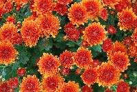 Ball Mums™ Chrysanthemum Copper Coin -- New from Ball Ingenuity® as seen @ Ball Horticultural Spring Trials 2016.