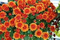 Ball Mums™ Chrysanthemum Copper Coin -- New from Ball Ingenuity® as seen @ Ball Horticultural Spring Trials 2016.