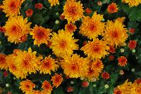 Ball Mums™ Chrysanthemum Fireglow -- New from Ball Ingenuity® as seen @ Ball Horticultural Spring Trials 2016.