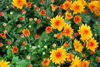 Ball Mums™ Chrysanthemum Fireglow -- New from Ball Ingenuity® as seen @ Ball Horticultural Spring Trials 2016.