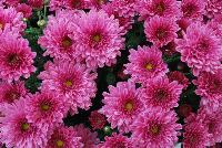 Ball Mums™ Chrysanthemum Pop Eye Pink -- New from Ball Ingenuity® as seen @ Ball Horticultural Spring Trials 2016.