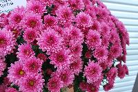 Ball Mums™ Chrysanthemum Pop Eye Pink -- New from Ball Ingenuity® as seen @ Ball Horticultural Spring Trials 2016.