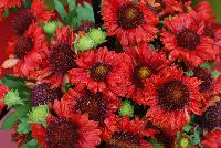  Gaillardia Mesa Red -- New from PanAmerican Seed® as seen @ Ball Horticultural Spring Trials 2016.