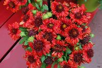  Gaillardia Mesa Red -- New from PanAmerican Seed® as seen @ Ball Horticultural Spring Trials 2016.
