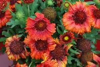  Gaillardia Mesa Red -- New from PanAmerican Seed® as seen @ Ball Horticultural Spring Trials 2016.