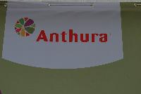 Anthirium  -- Welcome to Ameriseed @ GroLink Spring Trials 2016, featuring a great display of gorgeous Anthura® Anthurium.