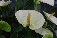  Anthirium  -- Welcome to Ameriseed @ GroLink Spring Trials 2016, featuring a great display of gorgeous Anthura® Anthurium.