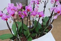  Phalaenopsis  -- Welcome to Ameriseed @ GroLink Spring Trials 2016, featuring an “unlimited” number of varieties of Anthura® Phalaenopsis orchids, shipped as half-grown, ready for sale in only 12 weeks.