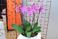  Phalaenopsis  -- Welcome to Ameriseed @ GroLink Spring Trials 2016, featuring an “unlimited” number of varieties of Anthura® Phalaenopsis orchids, shipped as half-grown, ready for sale in only 12 weeks.