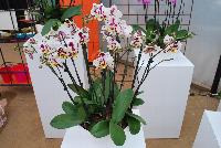  Phalaenopsis  -- Welcome to Ameriseed @ GroLink Spring Trials 2016, featuring an “unlimited” number of varieties of Anthura® Phalaenopsis orchids, shipped as half-grown, ready for sale in only 12 weeks.