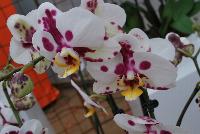  Phalaenopsis  -- Welcome to Ameriseed @ GroLink Spring Trials 2016, featuring an “unlimited” number of varieties of Anthura® Phalaenopsis orchids, shipped as half-grown, ready for sale in only 12 weeks.