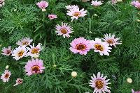 Grandessa™ Argyranthemum Interspecific hybrid Pink Halo -- New from The Suntory Collection as seen @ GroLink, Spring Trials 2016.  The Grand Daisy!  Featuring BIG beautiful blooms!  A kaleidoscope of colors, perfect for large planters to decorate your patio or outside living area.  Featured in 'Pink Halo', 'Red', 'Yellow' and 'White'.