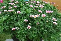 Grandessa™ Argyranthemum Interspecific hybrid Pink Halo -- New from The Suntory Collection as seen @ GroLink, Spring Trials 2016.  The Grand Daisy!  Featuring BIG beautiful blooms!  A kaleidoscope of colors, perfect for large planters to decorate your patio or outside living area.  Featured in 'Pink Halo', 'Red', 'Yellow' and 'White'.