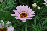 Grandessa™ Argyranthemum Interspecific hybrid Pink Halo -- New from The Suntory Collection as seen @ GroLink, Spring Trials 2016.  The Grand Daisy!  Featuring BIG beautiful blooms!  A kaleidoscope of colors, perfect for large planters to decorate your patio or outside living area.  Featured in 'Pink Halo', 'Red', 'Yellow' and 'White'.